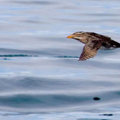 Rhinoceros Auklet